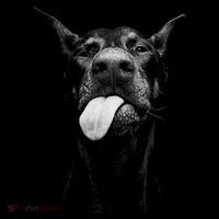 Cool Doberman Sticking Tongue Out In Playful Defiance 16oz Travel Tumbler thumb 2
