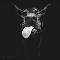 Cool Doberman Sticking Tongue Out In Playful Defiance Ornament thumb 1