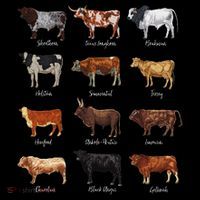 Cattle Drawings Types Of Cows T-Shirt thumb 7