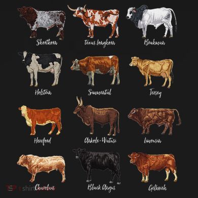 Cattle Drawings Types Of Cows Button