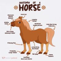 Cute Funny Anatomy Of A Horse Diagram Women's Tank Top thumb 5