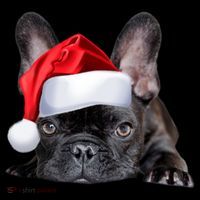 Cute French Bulldog Santa Hat Frenchie Image Christmas Gift Coffee Mug thumb 5