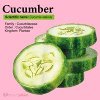 Cucumber Funny Graphic Vegetable Food Coaster thumb 2