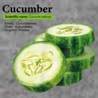 Cucumber Funny Graphic Vegetable Food Toddler Hoodie thumb 2