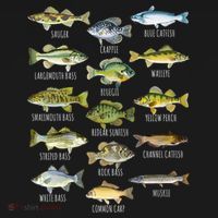 Cool Fish Species Biology Types Of Freshwater Fish Fishing Gift T-Shirt thumb 7