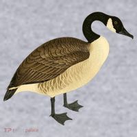 Canada Goose Gift Canadian Goose I Love Canada Women's Sweatshirt thumb 2