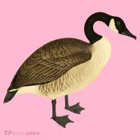 Canada Goose Gift Canadian Goose I Love Canada Coaster thumb 2