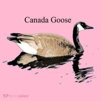 Canada Goose Swimming Gift Waterfowl Lover Coaster thumb 2
