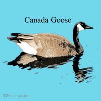 Canada Goose Swimming Gift Waterfowl Lover Kids T-Shirt thumb 4
