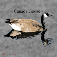 Canada Goose Swimming Gift Waterfowl Lover Toddler Hoodie thumb 2