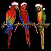 Christmas Parrots Hoodie thumb 7