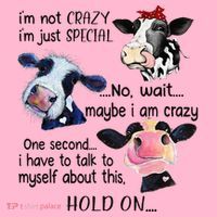 Cow IM Not Crazy IM Just Special Maybe IM Crazy Coaster thumb 2