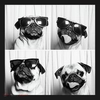 Cute Pug Face Pet Photobooth Cool Pug With Sunglasses T-Shirt thumb 7