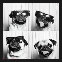 Cute Pug Face Pet Photobooth Cool Pug With Sunglasses Polo thumb 3