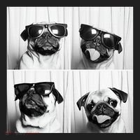 Cute Pug Face Pet Photobooth Cool Pug With Sunglasses Hat thumb 2