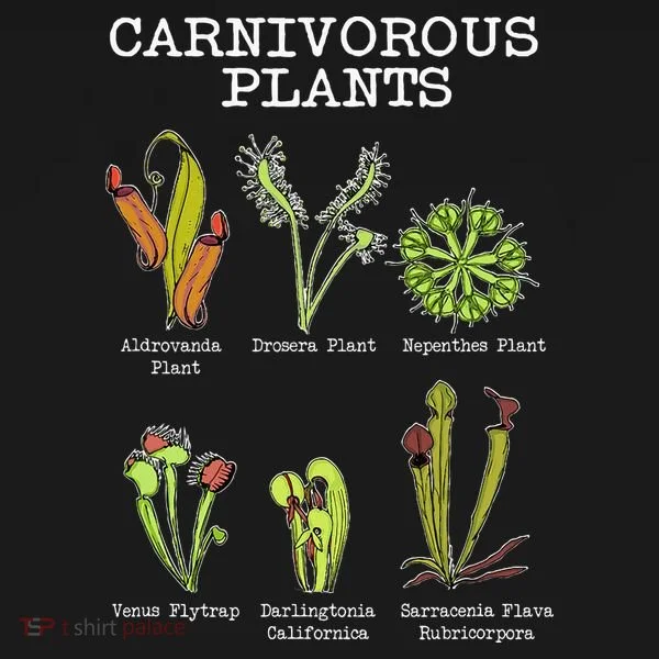 Carnivorous Plants Species Saracenia Venus Flytrap Button