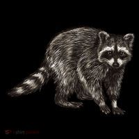 Cute Raccoon Coaster thumb 2