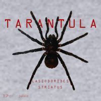 Creepy Real Taxidermy Tarantula Spider Women's Sweatshirt thumb 2