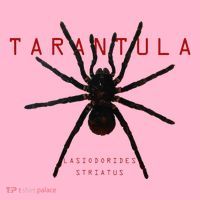 Creepy Real Taxidermy Tarantula Spider Coaster thumb 2