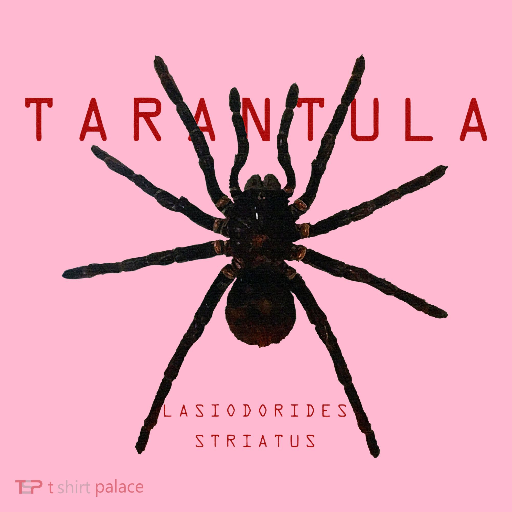 Creepy Real Taxidermy Tarantula Spider Coaster