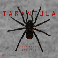 Creepy Real Taxidermy Tarantula Spider Toddler Hoodie thumb 2