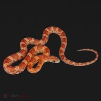 Corn Snake Gift Snake Gift Pajama Set thumb 2