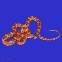 Corn Snake Gift Snake Gift Long Sleeve Shirt thumb 2