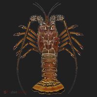 Caribbean Spiny Lobster Bahamas Shellfish Seafood Hat thumb 2