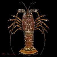 Caribbean Spiny Lobster Bahamas Shellfish Seafood Toddler Hoodie thumb 2
