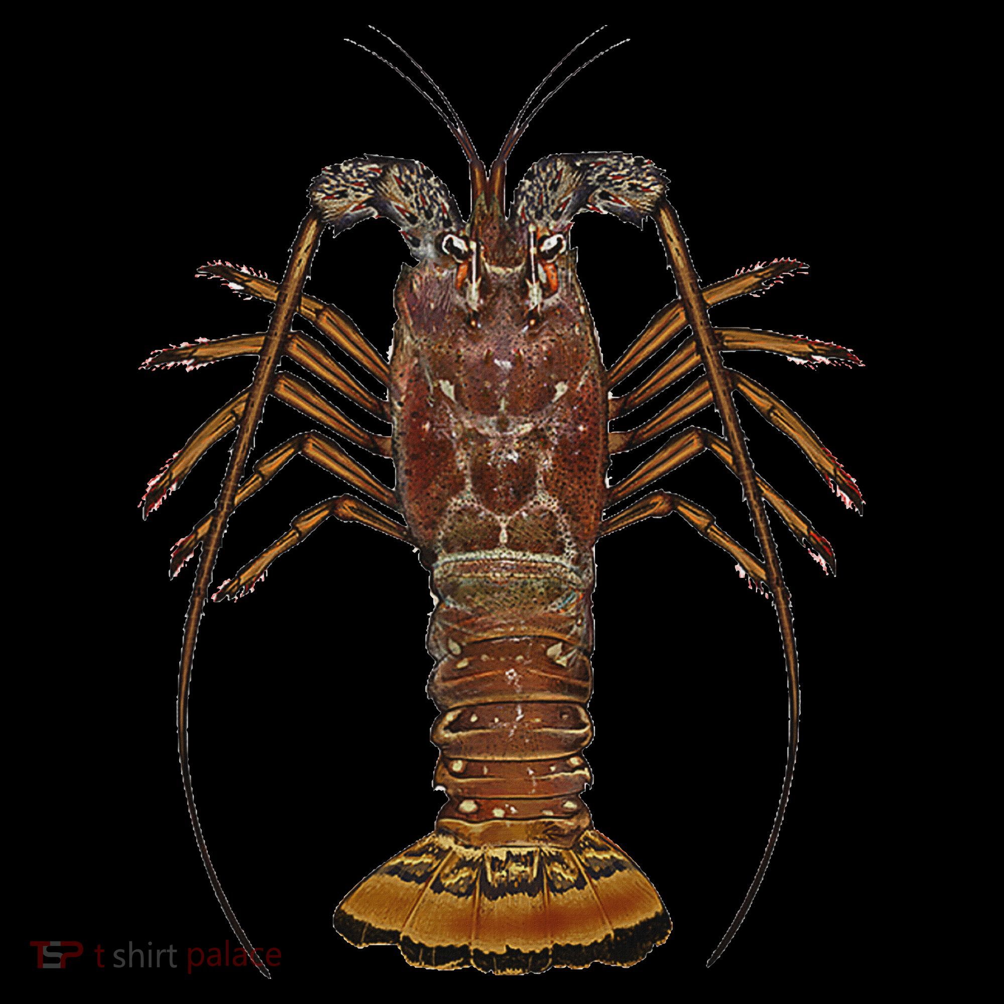 Caribbean Spiny Lobster Bahamas Shellfish Seafood Women's T-Shirt