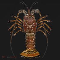 Caribbean Spiny Lobster Bahamas Shellfish Seafood Kids Sweatshirt thumb 2