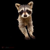 Cute Baby Raccoon In A Pocket Coffee Mug thumb 5