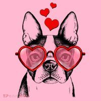 Cute Boston Terrier Baby Bodysuit thumb 2
