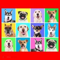 Cute Dogs Portrait Santa Hat thumb 1