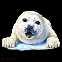 Cute Seal Wildlife Bucket Hat thumb 4
