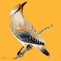 Cedar Waxwing Bird Ornithology Beautiful Songbird Pom Pom 12in Knit Beanie thumb 2