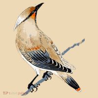 Cedar Waxwing Bird Ornithology Beautiful Songbird Tote Bag thumb 4