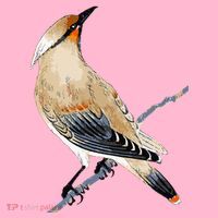 Cedar Waxwing Bird Ornithology Beautiful Songbird Coaster thumb 2