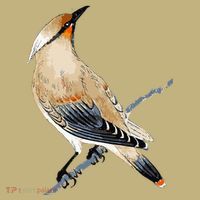 Cedar Waxwing Bird Ornithology Beautiful Songbird Sweatshirt thumb 2