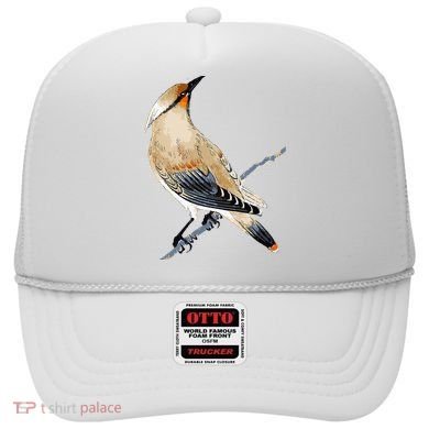 Cedar Waxwing Bird Ornithology Beautiful Songbird Hat