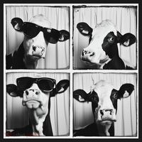 Cow Wearing Sunglasses Photo Farmyard Funny Farm Animal Women's Hoodie thumb 2
