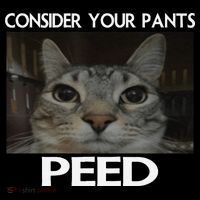 Consider Your Pants Peed Cat Funny Silly Cat Meme Coaster thumb 2