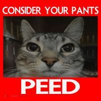 Consider Your Pants Peed Cat Funny Silly Cat Meme Santa Hat thumb 1