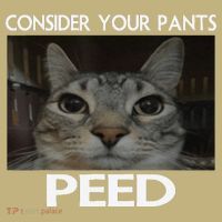 Consider Your Pants Peed Cat Funny Silly Cat Meme Sweatshirt thumb 2