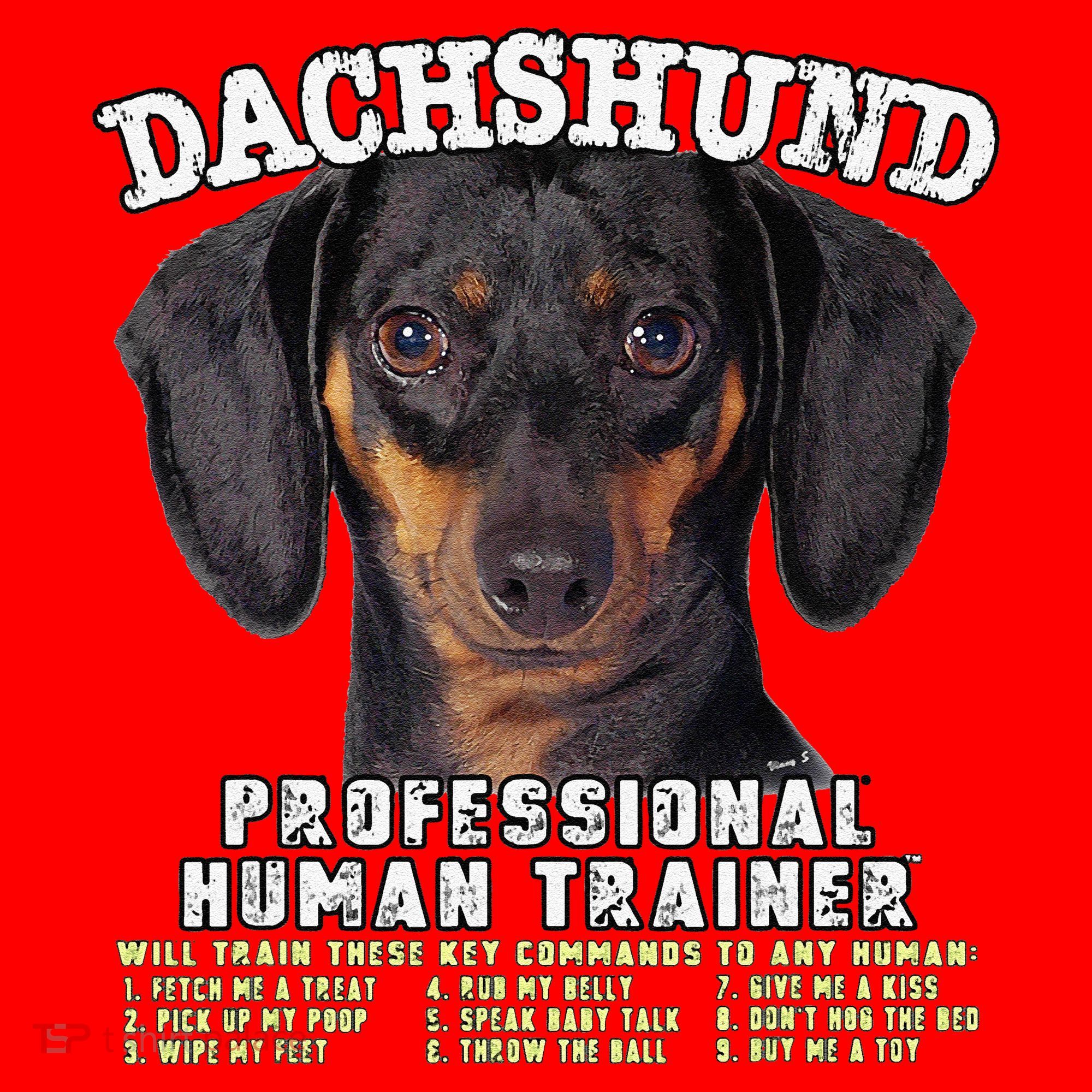 Dachshund Black Tan Professional Human Trainer Cute Dog Santa Hat