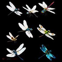 Dragonfly Dragonflies Natural Mosquito Repellent Biting Bugs Women's Hoodie thumb 2