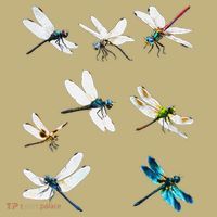 Dragonfly Dragonflies Natural Mosquito Repellent Biting Bugs Mousepad thumb 1