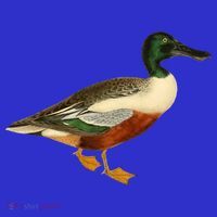 Duck Funny Gift Cute Shoveler Duck Vintage Duck Graphic Gift T-Shirt thumb 7