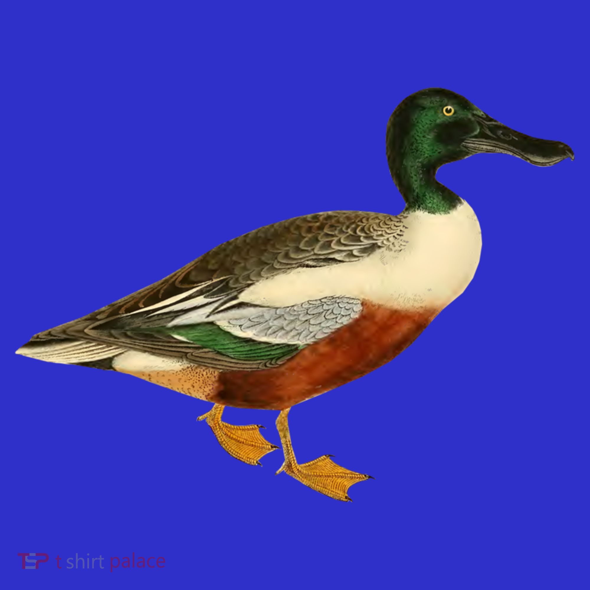 Duck Funny Gift Cute Shoveler Duck Vintage Duck Graphic Gift T-Shirt