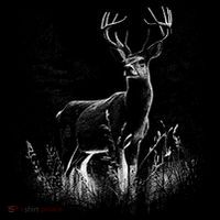 Deer In Nature Realistic USA-Made Doggie Bandana thumb 2